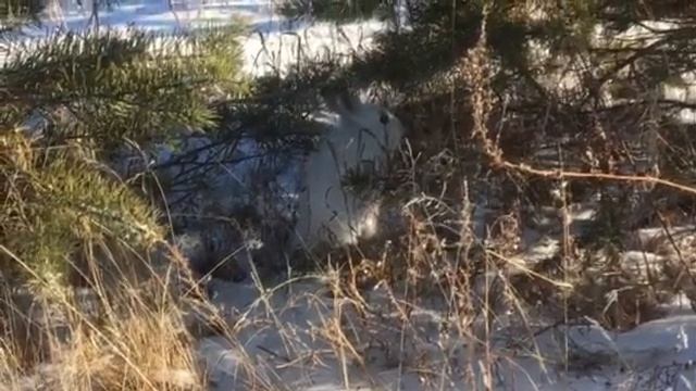 Лесники успокоили зайчика. Бурятия смотреть онлайн