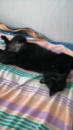 Кот наш красавец 😍