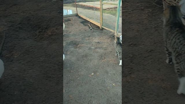 Доброе утро из деревни 🏡 Когда лучше выпускать курочек на свободный выгул? 🤔