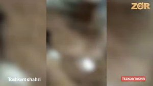 TOSHKENTA    TUNGI  KAPALAKLAR     KATTA RED