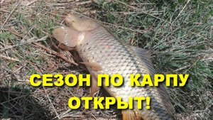 Рыбалка на КАРПА. Сезон ОТКРЫТ! #рыбалка #карп #карпфишинг #карпнапоплавок