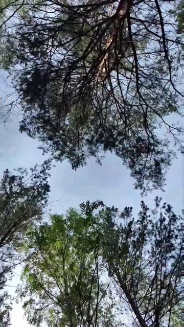 Лесная прогулка в кронах деревьев 🌳 #Урал #природа_урала #лес смотреть онлайн
