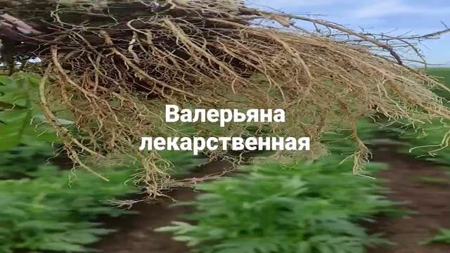 Лекарственные культуры смотреть онлайн