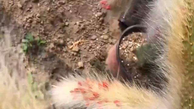 嫁接的“猴尾巴”如何施肥才会长得好，这里都全了 смотреть онлайн