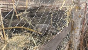Пока кабаниха поросится, секач нервно курит в стороне