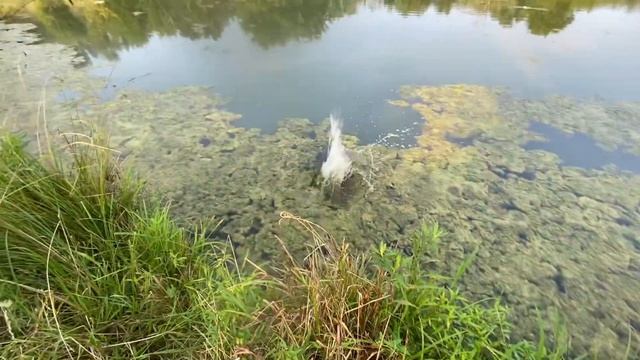 BACKWOODS OUTDOORS - Early morning lip rippin!!! - with Tyler #kentucky #fishing #bass #largemouth смотреть онлайн