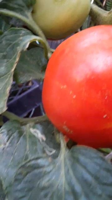 GrowingFood_Beefsteak Tomato #success
