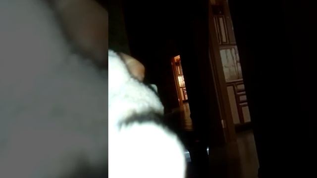 Жмите быстей на лайк ото вам прийдёт ночью страшный песец смотреть онлайн