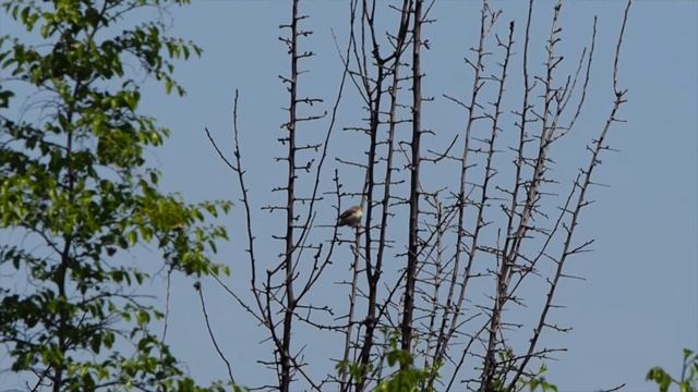 OOSTELIJKE VALE SPOTVOGEL Oostelijke Rhodopen 2017 05 20 смотреть онлайн