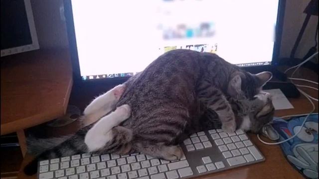 Прям на рабочем месте \ Приколы с животными, юмор, смешное видео, угар, ржач, смешно до слез смотреть онлайн