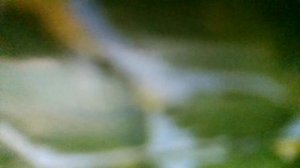 Ходит осень, бродит осень,ветер с клёна листья сбросил(наброски)