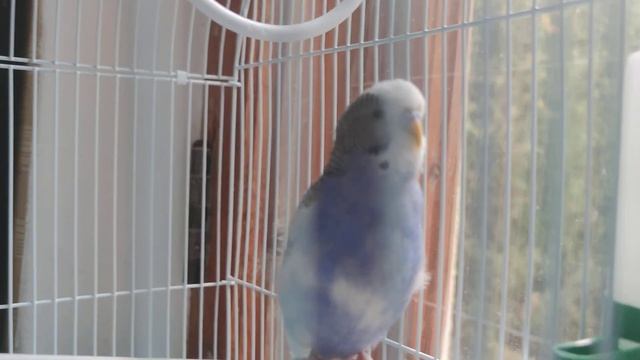 Кеша  Кеша Мальчик. Попугайчик