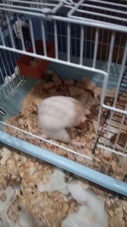 Половой акт у крыс, как это происходит?