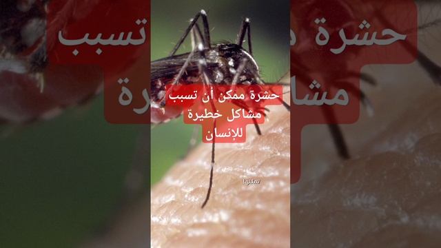 حشرة ممكن أن تسبب مشاكل خطيرة للإنسان 😲😲😲 смотреть онлайн