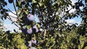 Слива Хаганта