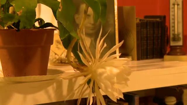 Cereus Flower in time Lapse смотреть онлайн