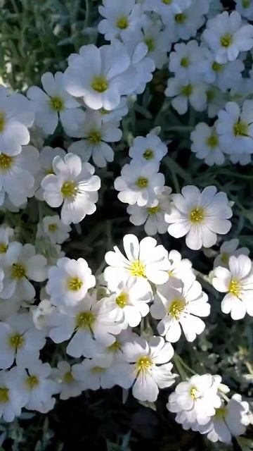 Snow in Summer shorts whiteflowers