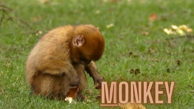 ABC Animal Song for children | Learn ABC Alphabet with Animal Names | Learn the letters from A to Z смотреть онлайн