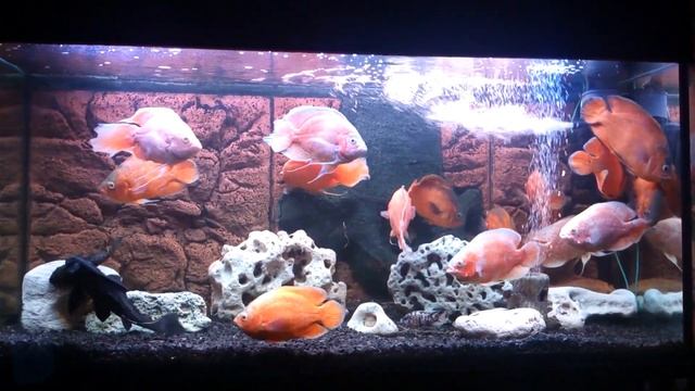 Мой аквариум, общий план. смотреть онлайн