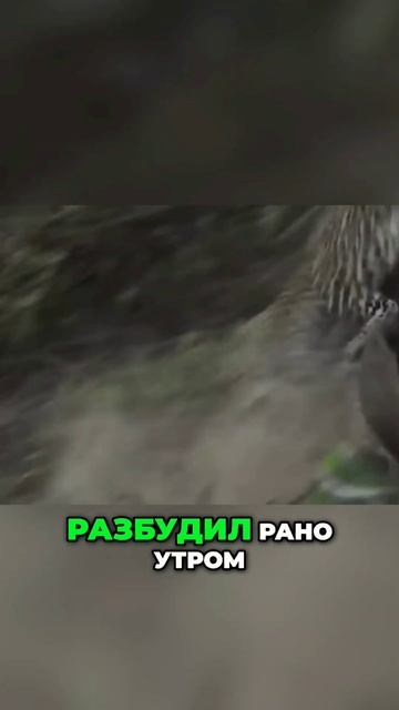 медодйед & бегемот # агрессия смотреть онлайн