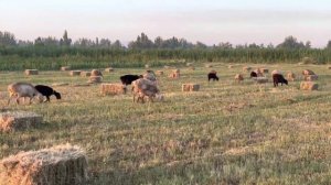 Афганские овцы 🐑 на пастбище 🏔️