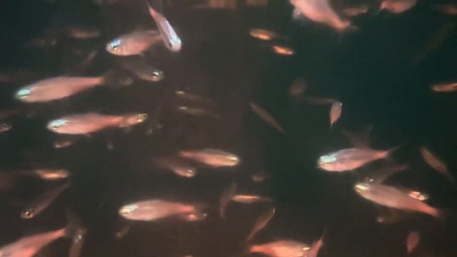 Sims Tropical Fish Diamond Neon Tetra смотреть онлайн