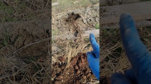 Мой метод восстановления почвы в грядках