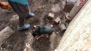 Наша деревенская ЖИЗНЬ,Покажу как я это Делаю,Андрей уезжает жить в город