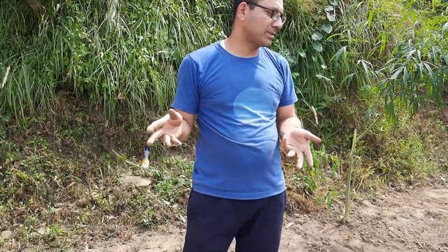 #Rosemary Cultivation in Uttarakhand। #गुलमेंहदी की खेती। #Rosmarinusofficinalis #aromaticplants смотреть онлайн