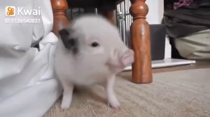 Свинка танцует