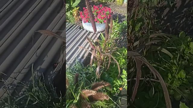 аромат пеннисетума после ливня 29.08.22. не когда не знала ,что он пахнет🤩😍 смотреть онлайн