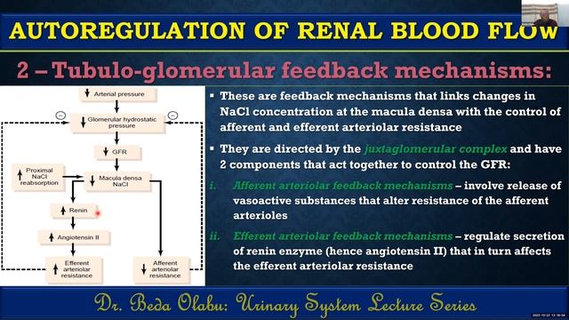 THE URINARY SYSTEM PART II - THE THREE BASIC RENAL PROCESSES (MECHANISMS OF URINE FORMATION) смотреть онлайн