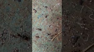 carebara army vs Technomyrmex difficilis