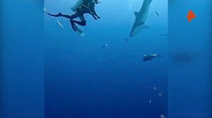 🦈Акула напала на москвичку на Мальдивах🦈