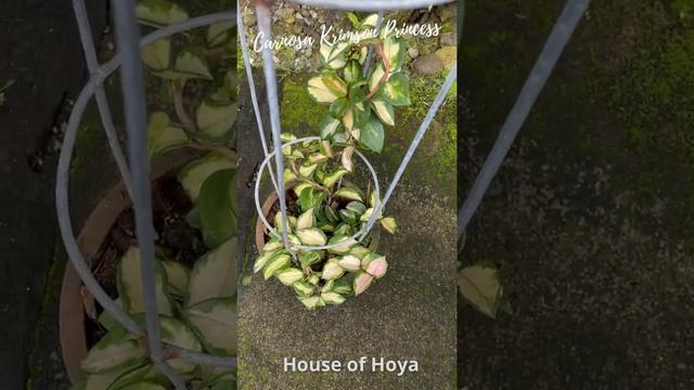 Plant: Hoya Carnosa Krimson Princess смотреть онлайн
