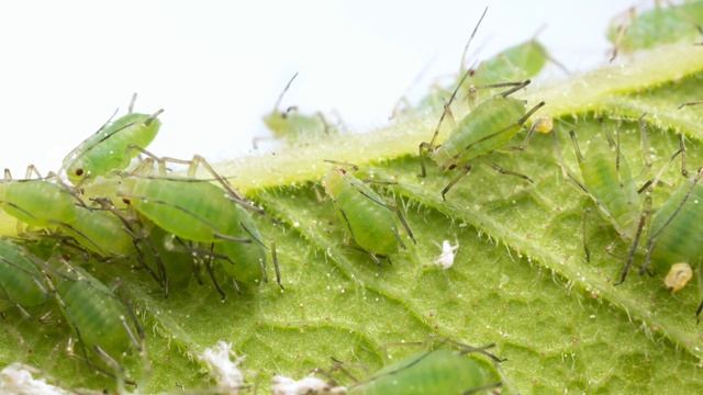 Caring for Crape Myrtles - Expert Lawn Care Tips смотреть онлайн