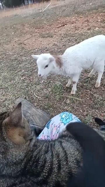 Little lamb meets the cats for the first time смотреть онлайн