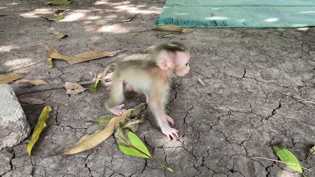 Lux, he is having fun hanging out with Mr. Tong смотреть онлайн