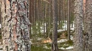 Участок на Ладоге
