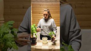 Лечение пеларгонии от фитофтороза #plants#уходзарастениями#цветы#garden#flowers#plantcare