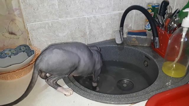 Кошка Сфинкс любит воду.