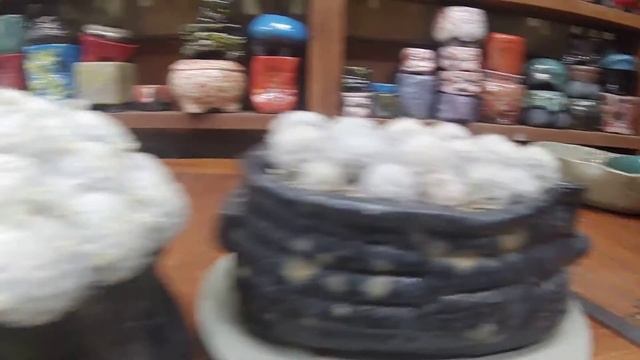 오늘에 선인장은백성,, смотреть онлайн