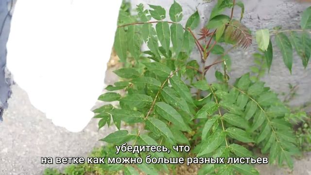 Введение в Курс Стоковой Фотографии братьев Замурович