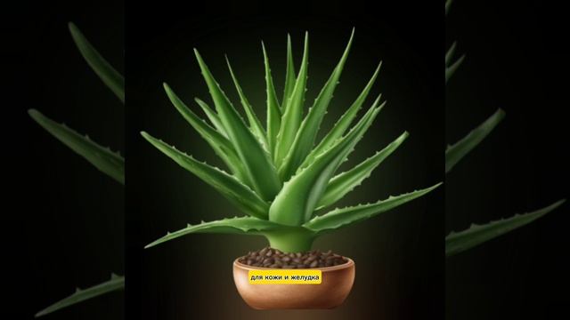 Лечебные травы. Польза лекарственных растений. Чем полезны лечебные травы смотреть онлайн