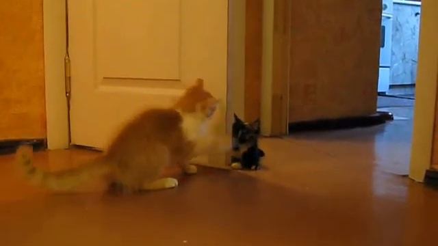 spiel .wmv