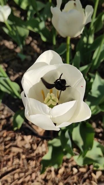 Забавные насекомые #жук #насекомые #тюльпаны #прикол #смех #природа #весна #безфильтров смотреть онлайн