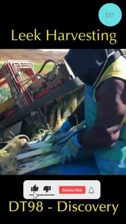Leek Harvesting #satisfying  #shorts