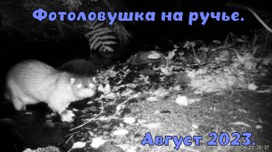 Фотоловушка на ручье.