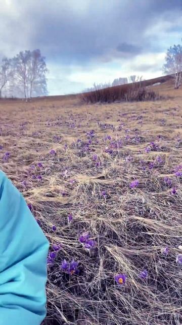 #видеодлядетей #тренд #весна #подснежники #подснежник #красота #путешествия #snowdrop #ДарьяНики смотреть онлайн