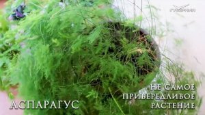 АСПАРАГУС 🌿Особенности и уход за домашними цветами 🌺